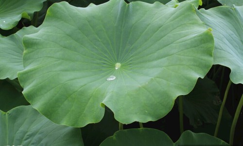 阿司匹林禁忌与大剂量甲氨蝶呤合用的主要原因-阿司匹林禁忌网 - 阿司匹林禁忌药物,阿司匹林禁忌症包括